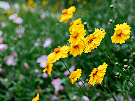 MK体育官网种植基地三